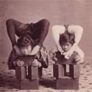 Japanese contortionists